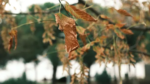 가을 숲길 4K 배경화면 · autumn · 3840×2159