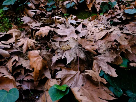 Autumn Forest Path 4K Wallpaper · autumn · 3840×2880