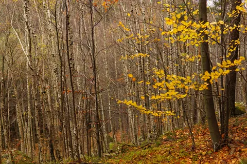 Autumn Forest Path 4K Wallpaper · autumn · 3840×2560