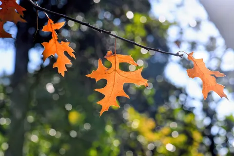Autumn Forest Path 4K Wallpaper · autumn · 3840×2560