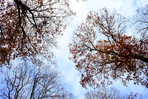 가을 숲길 4K 배경화면 · autumn · 3840×2560