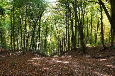 Tapeta Jesienna leśna ścieżka 4K · autumn · 3840×2560