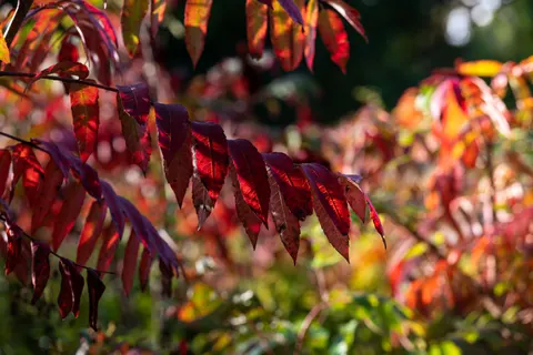 Autumn Maple Leaves 4K Wallpaper · autumn · 3840×2563
