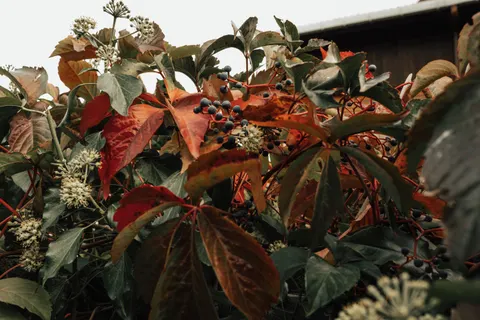 Autumn Maple Leaves 4K Wallpaper · autumn · 3840×2560