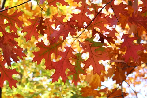 Herfstige esdoornbladeren 4K-achtergrond · autumn · 3840×2560