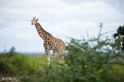 Sfondo Giraffa 4K · animals · 3840×2560