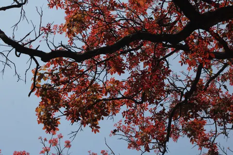 Sfondo Foglie d'acero autunnali 4K · autumn · 3840×2560