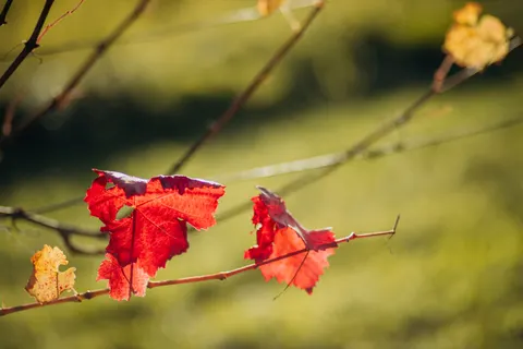 Papel de parede Folhas de bordo de outono 4K · autumn · 3840×2560
