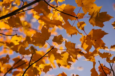 Sfondo Foglie d'acero autunnali 4K · autumn · 3840×2560