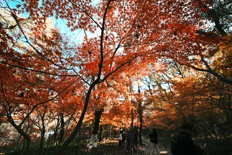 والپیپر برگ‌های افرا پاییزی با کیفیت 4K · autumn · 3840×2560