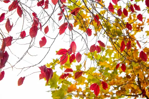 Autumn Maple Leaves 4K Wallpaper · autumn · 3840×2560