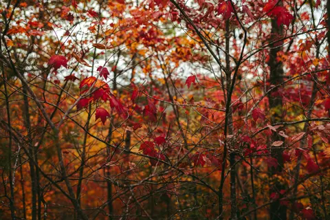 Autumn Maple Leaves 4K Wallpaper · autumn · 3840×2560