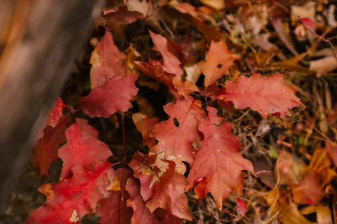 Autumn Maple Leaves 4K Wallpaper · autumn · 3840×2560