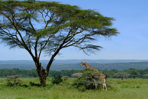 Sfondo Giraffa 4K · animals · 3840×2560
