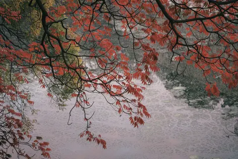 Autumn Maple Leaves 4K Wallpaper · autumn · 3840×2560