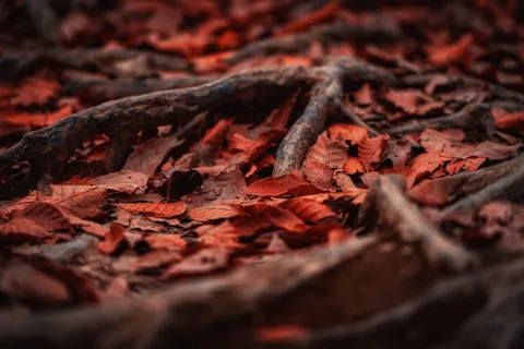 Sfondo Foglie d'acero autunnali 4K · autumn · 3840×2560