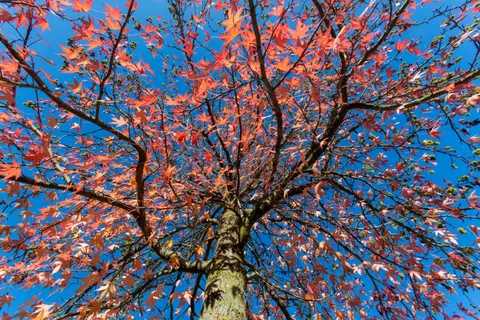 Autumn Maple Leaves 4K Wallpaper · autumn · 3840×2560