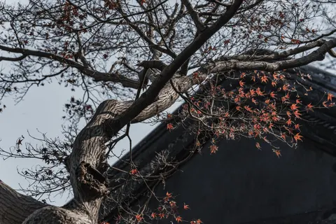 Autumn Maple Leaves 4K Wallpaper · autumn · 3840×2560