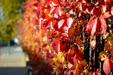Autumn Maple Leaves 4K Wallpaper · autumn · 3840×2560