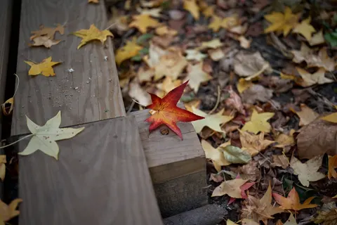 Autumn Maple Leaves 4K Wallpaper · autumn · 3840×2560