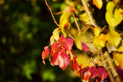 Fond d'écran Feuilles d'érable d'automne 4K · autumn · 3840×2560