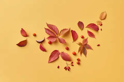 خلفية أوراق القيقب الخريفية بدقة 4K · autumn · 3840×2560