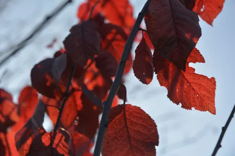 والپیپر برگ‌های افرا پاییزی با کیفیت 4K · autumn · 3840×2560