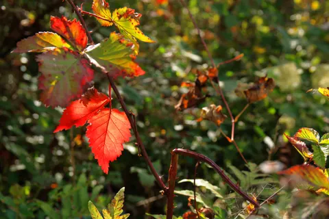 Autumn Maple Leaves 4K Wallpaper · autumn · 3840×2560