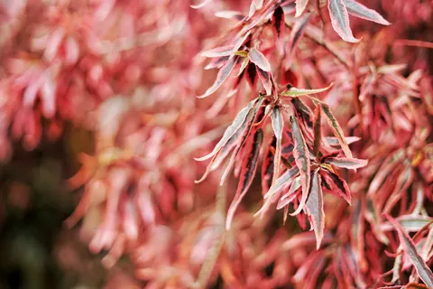 Autumn Maple Leaves 4K Wallpaper · autumn · 3840×2560