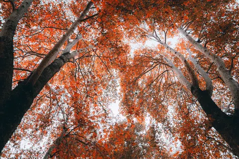 Autumn Maple Leaves 4K Wallpaper · autumn · 3840×2560