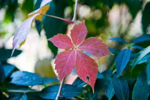 Autumn Maple Leaves 4K Wallpaper · autumn · 3840×2560