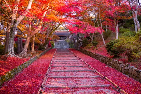 가을 단풍잎 4K 배경화면 · autumn · 3840×2560