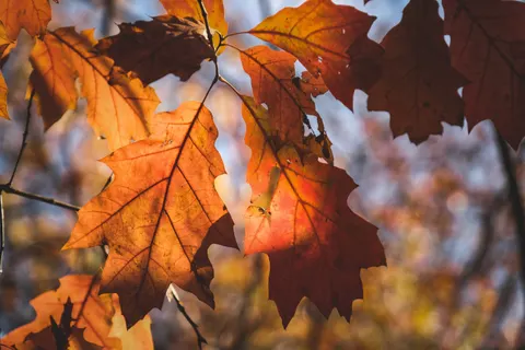 Autumn Maple Leaves 4K Wallpaper · autumn · 3840×2560