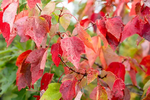 Autumn Maple Leaves 4K Wallpaper · autumn · 3840×2560