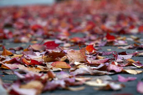 Autumn Maple Leaves 4K Wallpaper · autumn · 3840×2560