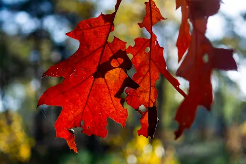Autumn Maple Leaves 4K Wallpaper · autumn · 3840×2560