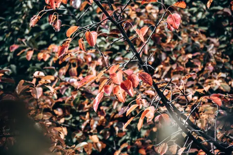 Hình nền Lá phong mùa thu 4K · autumn · 3840×2560