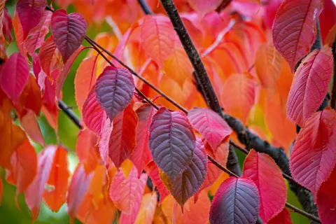 Autumn Maple Leaves 4K Wallpaper · autumn · 3840×2563