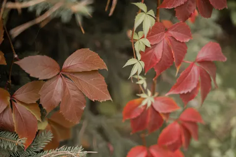 Autumn Maple Leaves 4K Wallpaper · autumn · 3840×2560