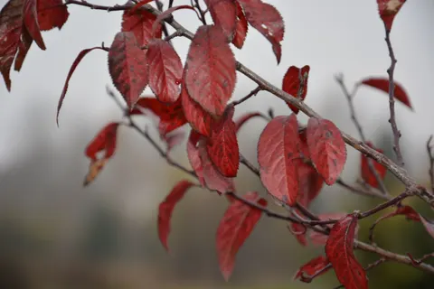Autumn Maple Leaves 4K Wallpaper · autumn · 3840×2560