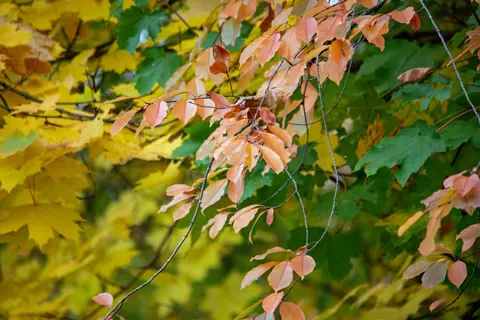 Autumn Maple Leaves 4K Wallpaper · autumn · 3840×2563