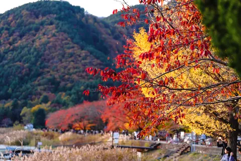 Autumn Maple Leaves 4K Wallpaper · autumn · 3840×2560