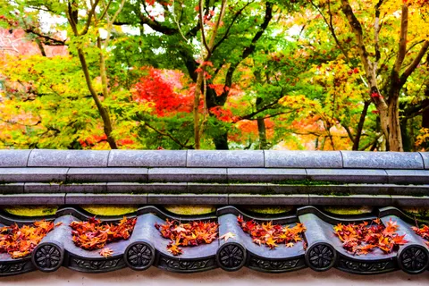 Autumn Maple Leaves 4K Wallpaper · autumn · 3840×2560