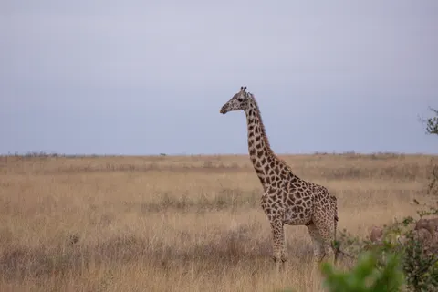 Giraffe 4K Wallpaper · animals · 3840×2560