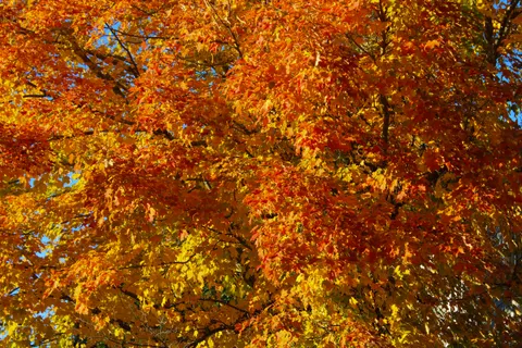 Autumn Maple Leaves 4K Wallpaper · autumn · 3840×2560