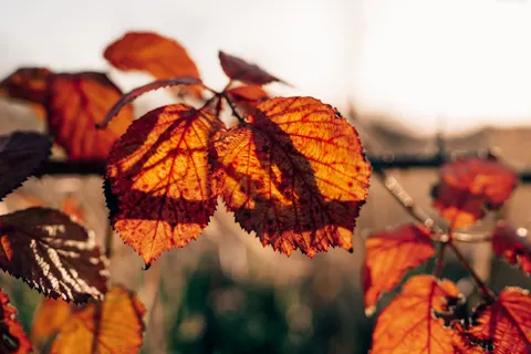 والپیپر برگ‌های افرا پاییزی با کیفیت 4K · autumn · 3840×2560