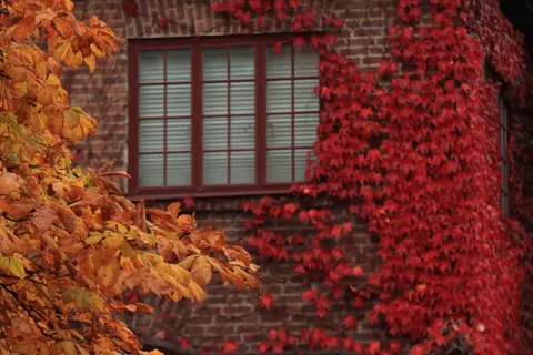 Autumn Maple Leaves 4K Wallpaper · autumn · 3840×2560