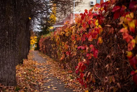 Autumn Maple Leaves 4K Wallpaper · autumn · 3840×2563