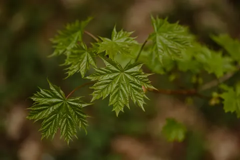 Herbstliche Ahornblätter 4K Hintergrundbild · autumn · 3840×2560