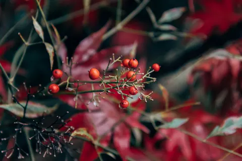Autumn Maple Leaves 4K Wallpaper · autumn · 3840×2560